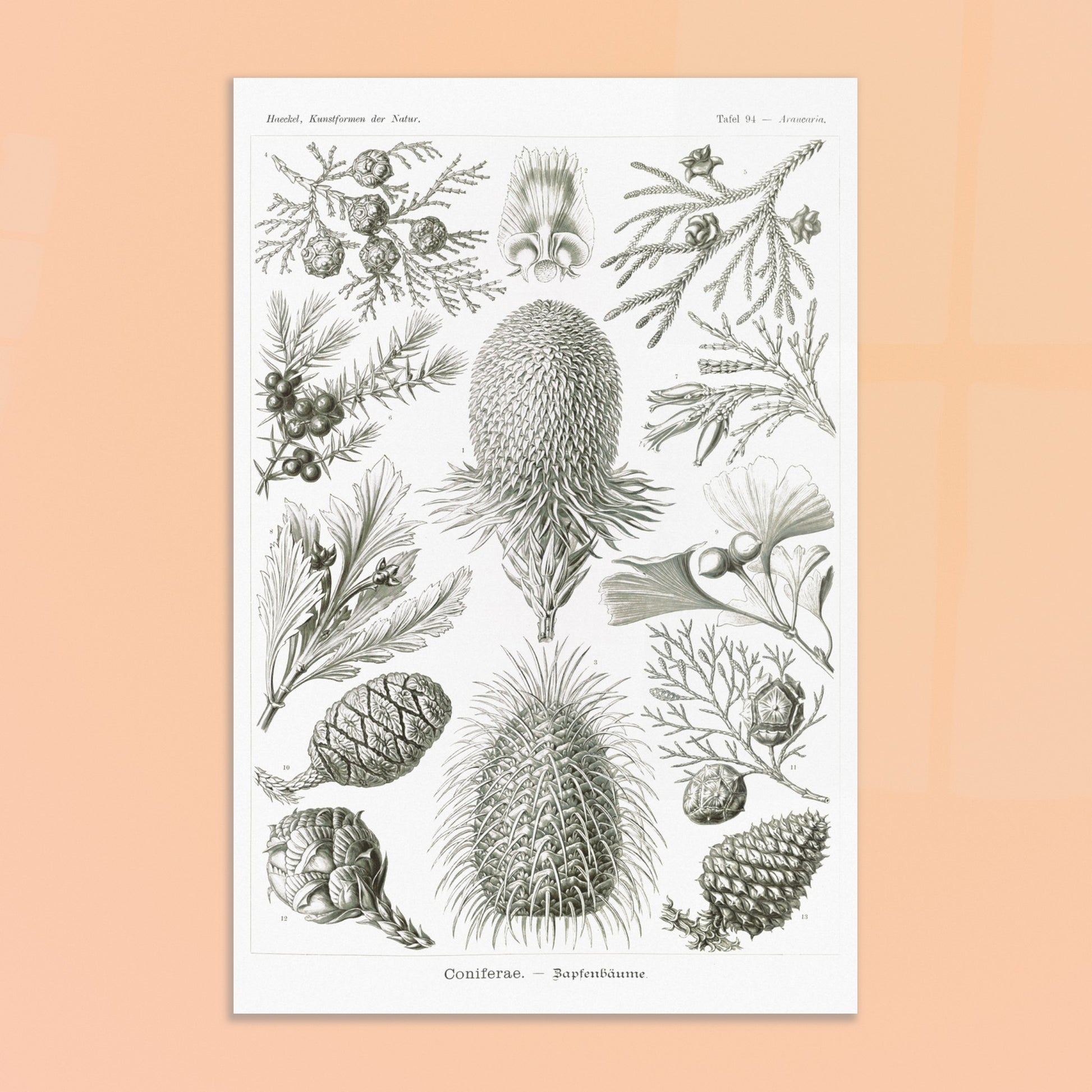Planche botanique de conifères par Ernst Haeckel. Planche naturaliste d'Ernst Haeckel présentant diverses espèces de conifères et de cônes, avec des illustrations numérotées de branches, feuilles et cônes de différentes tailles et formes, sur fond blanc. Image d'illustration 8