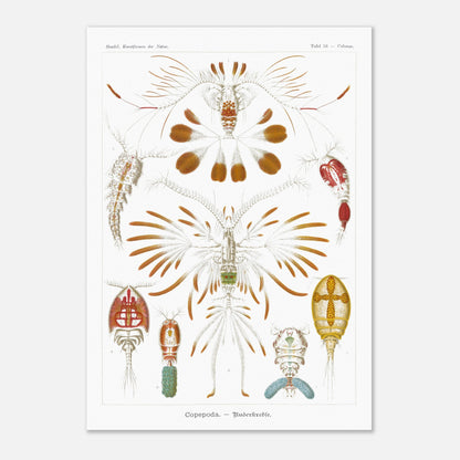 Planche de copépodes (Copepoda) - Ernst Haeckel (29,7x42 cm (A3)). Planche zoologique d'Ernst Haeckel montrant diverses espèces de copépodes, certains représentés avec leurs organes internes.