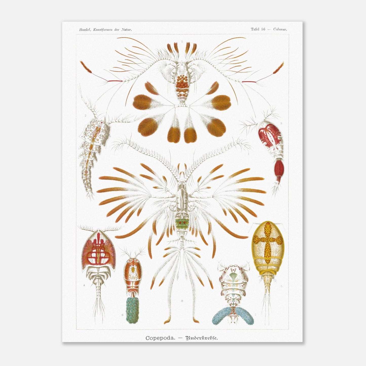 Planche de copépodes (Copepoda) - Ernst Haeckel (30x40 cm). Planche zoologique d'Ernst Haeckel montrant diverses espèces de copépodes, certains représentés avec leurs organes internes.