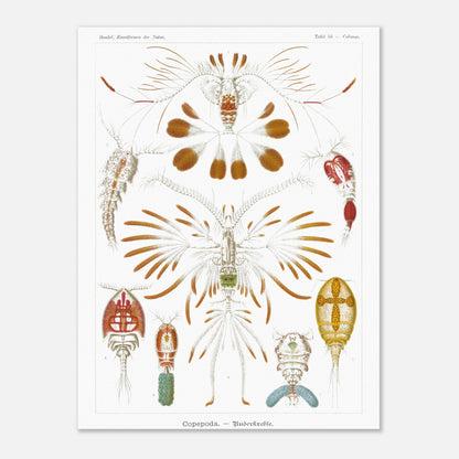 Planche de copépodes (Copepoda) - Ernst Haeckel (30x40 cm). Planche zoologique d'Ernst Haeckel montrant diverses espèces de copépodes, certains représentés avec leurs organes internes.