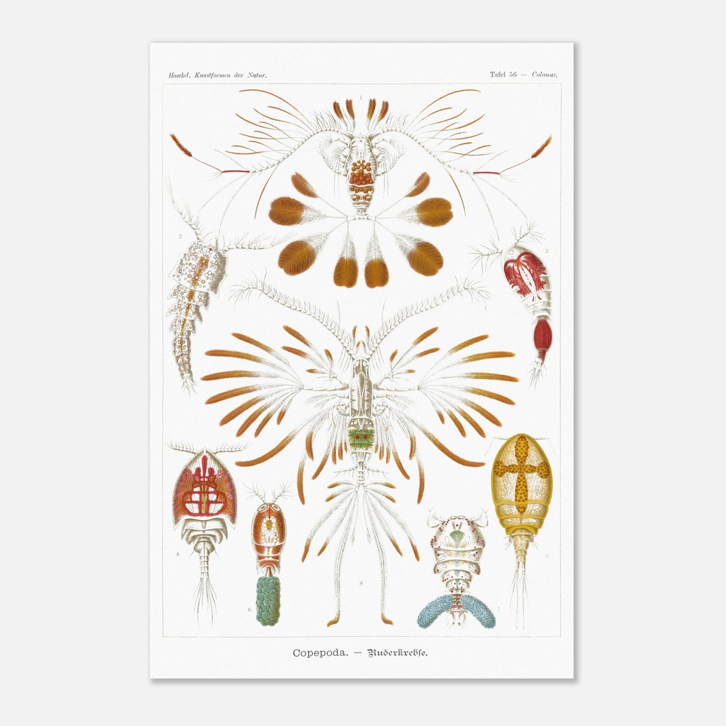 Planche de copépodes (Copepoda) - Ernst Haeckel (40x60 cm). Planche zoologique d'Ernst Haeckel montrant diverses espèces de copépodes, certains représentés avec leurs organes internes.