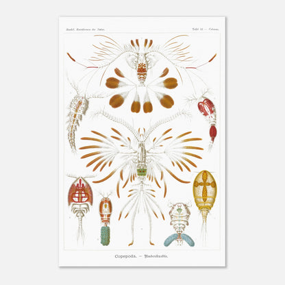 Planche de copépodes (Copepoda) - Ernst Haeckel (40x60 cm). Planche zoologique d'Ernst Haeckel montrant diverses espèces de copépodes, certains représentés avec leurs organes internes.