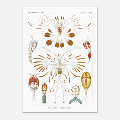 Planche de copépodes (Copepoda) - Ernst Haeckel (42x59,4 cm (A2)). Planche zoologique d'Ernst Haeckel montrant diverses espèces de copépodes, certains représentés avec leurs organes internes.