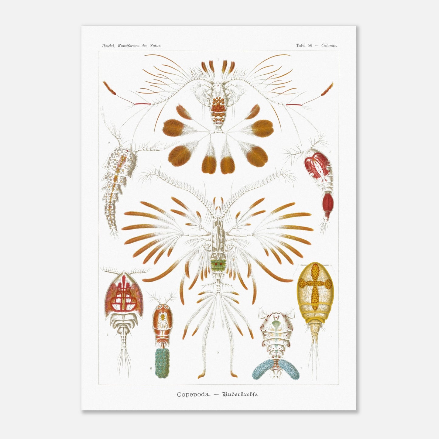 Planche de copépodes (Copepoda) - Ernst Haeckel (50x70 cm). Planche zoologique d'Ernst Haeckel montrant diverses espèces de copépodes, certains représentés avec leurs organes internes.