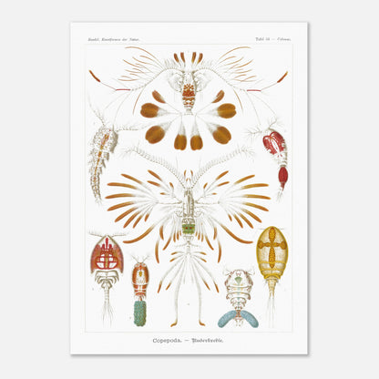 Planche de copépodes (Copepoda) - Ernst Haeckel (50x70 cm). Planche zoologique d'Ernst Haeckel montrant diverses espèces de copépodes, certains représentés avec leurs organes internes.