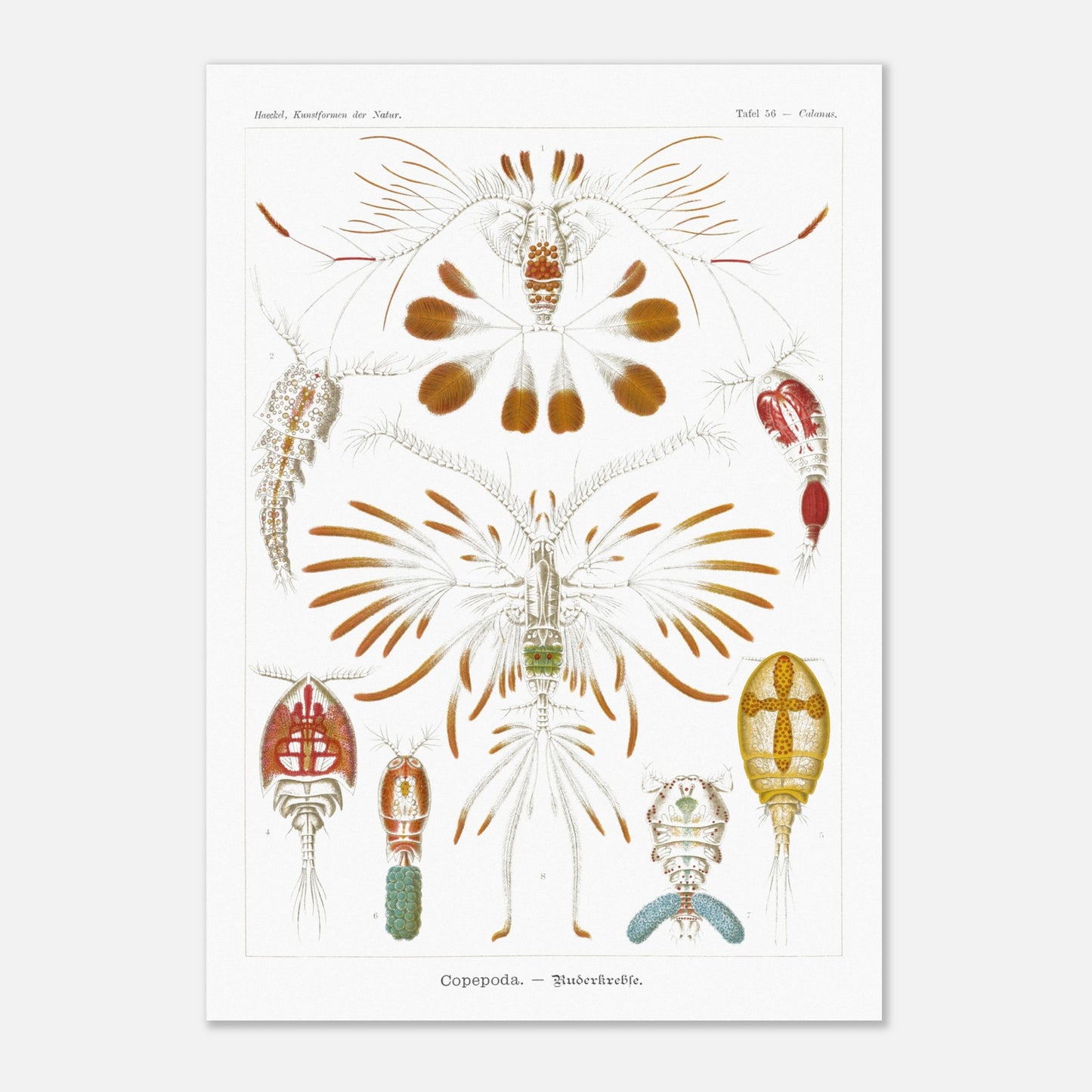 Planche de copépodes (Copepoda) - Ernst Haeckel (59,4x84,1 cm (A1)). Planche zoologique d'Ernst Haeckel montrant diverses espèces de copépodes, certains représentés avec leurs organes internes.