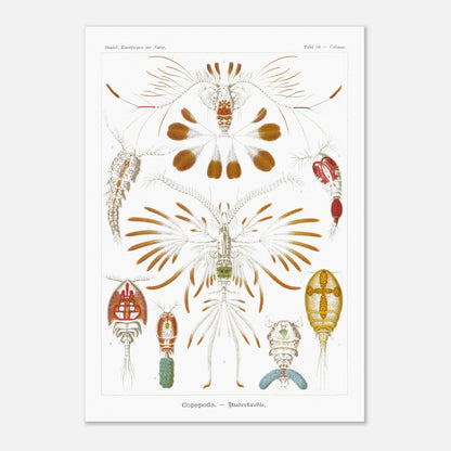Planche de copépodes (Copepoda) - Ernst Haeckel (59,4x84,1 cm (A1)). Planche zoologique d'Ernst Haeckel montrant diverses espèces de copépodes, certains représentés avec leurs organes internes.