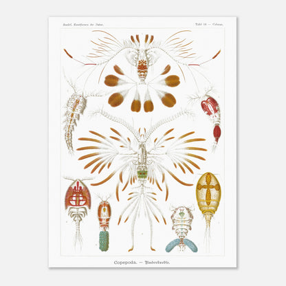 Planche de copépodes (Copepoda) - Ernst Haeckel (60x80 cm). Planche zoologique d'Ernst Haeckel montrant diverses espèces de copépodes, certains représentés avec leurs organes internes.