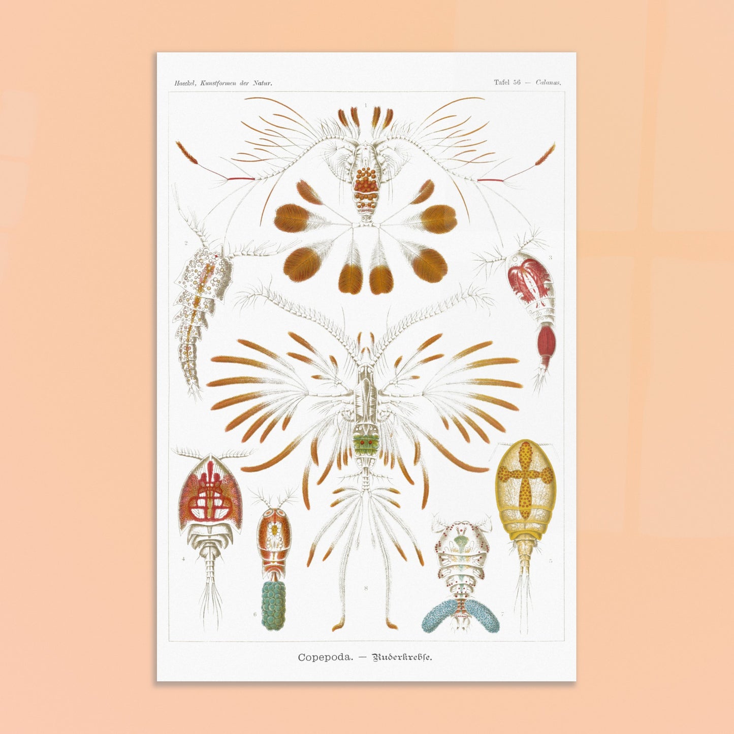Planche de copépodes (Copepoda) - Ernst Haeckel. Planche zoologique d'Ernst Haeckel montrant diverses espèces de copépodes, certains représentés avec leurs organes internes. Image d'illustration 8
