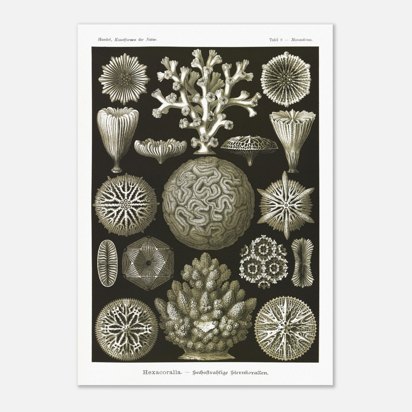 Planche de coraux étoilés à six rayons - Ernst Haeckel (29,7x42 cm (A3)). Planche d'illustrations naturalistes d'Ernst Haeckel présentant diverses formes de coraux étoilés à six rayons.