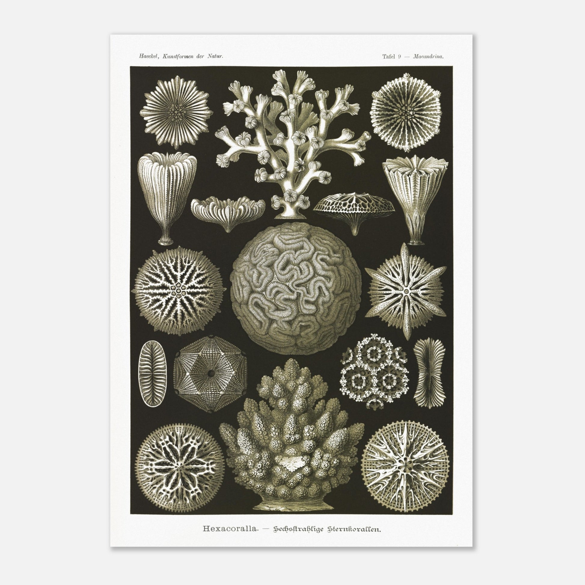 Planche de coraux étoilés à six rayons - Ernst Haeckel (29,7x42 cm (A3)). Planche d'illustrations naturalistes d'Ernst Haeckel présentant diverses formes de coraux étoilés à six rayons.