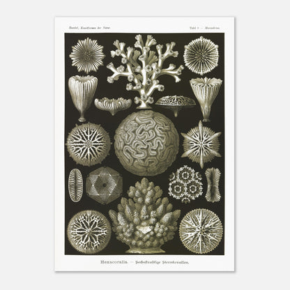 Planche de coraux étoilés à six rayons - Ernst Haeckel (29,7x42 cm (A3)). Planche d'illustrations naturalistes d'Ernst Haeckel présentant diverses formes de coraux étoilés à six rayons.
