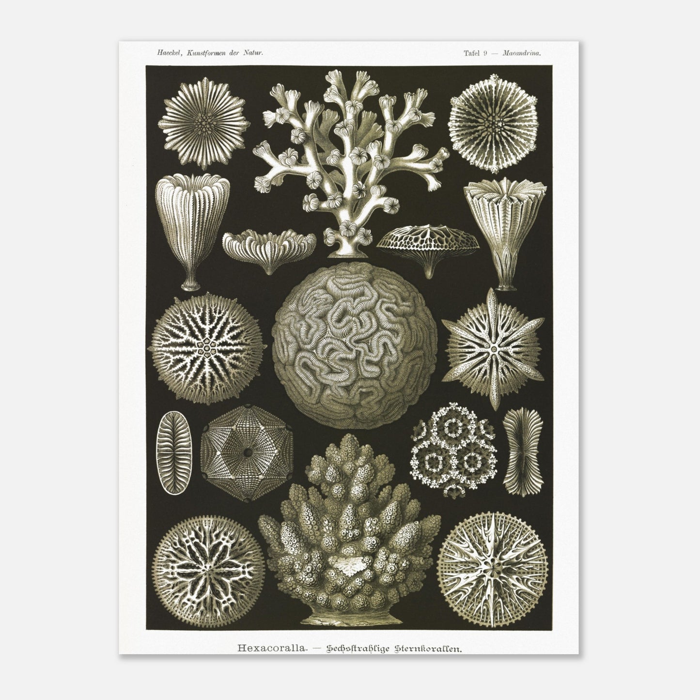 Planche de coraux étoilés à six rayons - Ernst Haeckel (30x40 cm). Planche d'illustrations naturalistes d'Ernst Haeckel présentant diverses formes de coraux étoilés à six rayons.