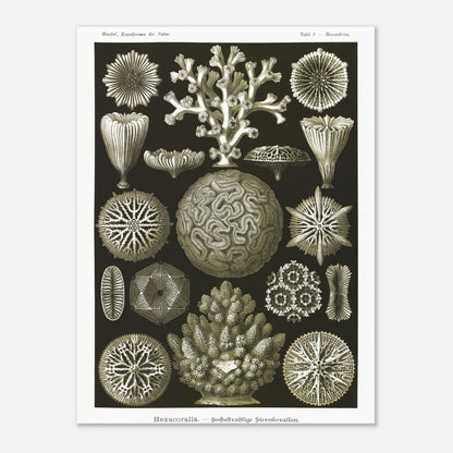 Planche de coraux étoilés à six rayons - Ernst Haeckel (30x40 cm). Planche d'illustrations naturalistes d'Ernst Haeckel présentant diverses formes de coraux étoilés à six rayons.