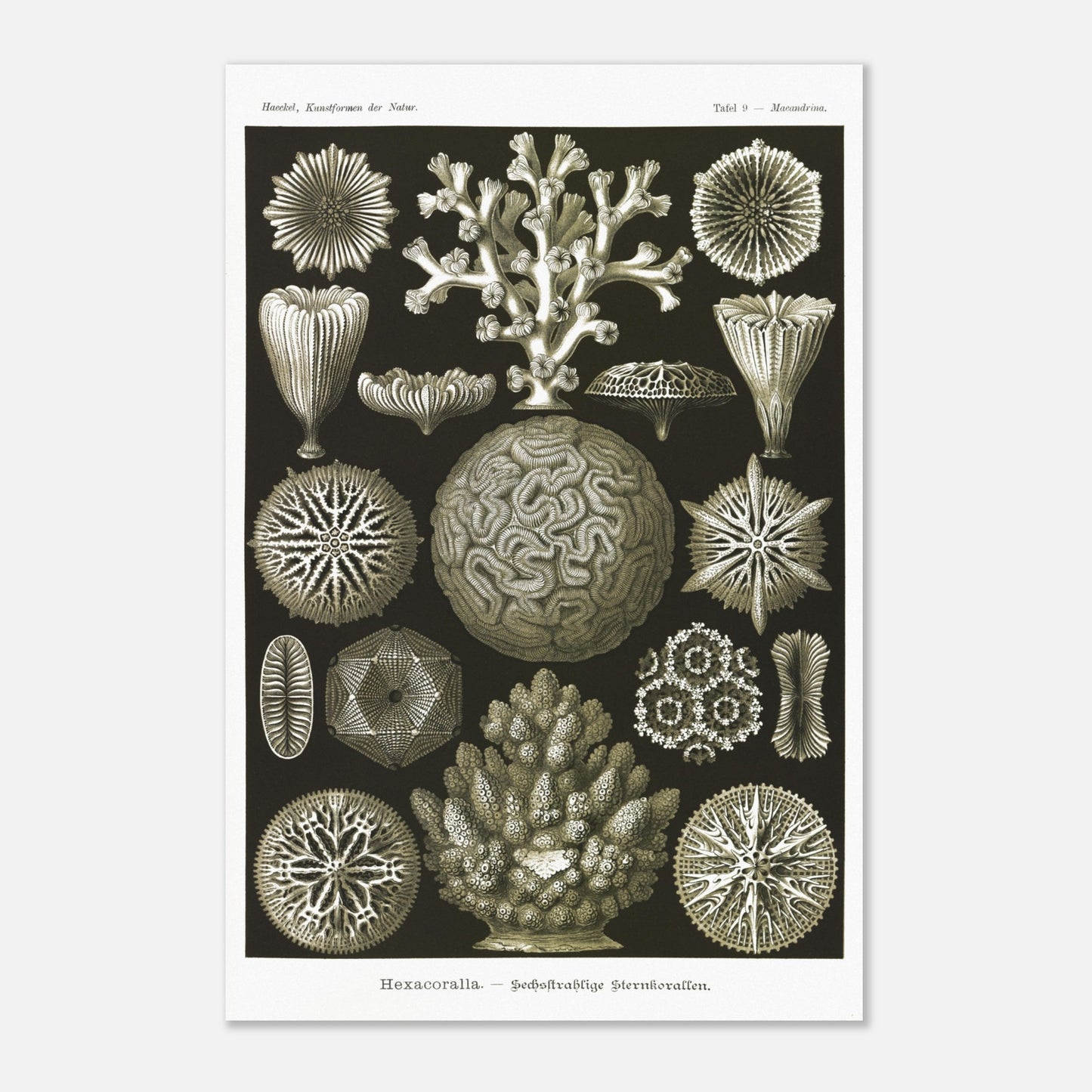 Planche de coraux étoilés à six rayons - Ernst Haeckel (40x60 cm). Planche d'illustrations naturalistes d'Ernst Haeckel présentant diverses formes de coraux étoilés à six rayons.