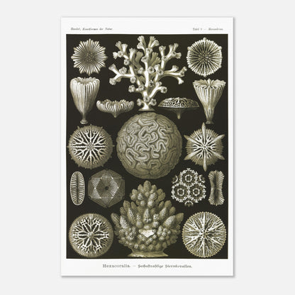 Planche de coraux étoilés à six rayons - Ernst Haeckel (40x60 cm). Planche d'illustrations naturalistes d'Ernst Haeckel présentant diverses formes de coraux étoilés à six rayons.