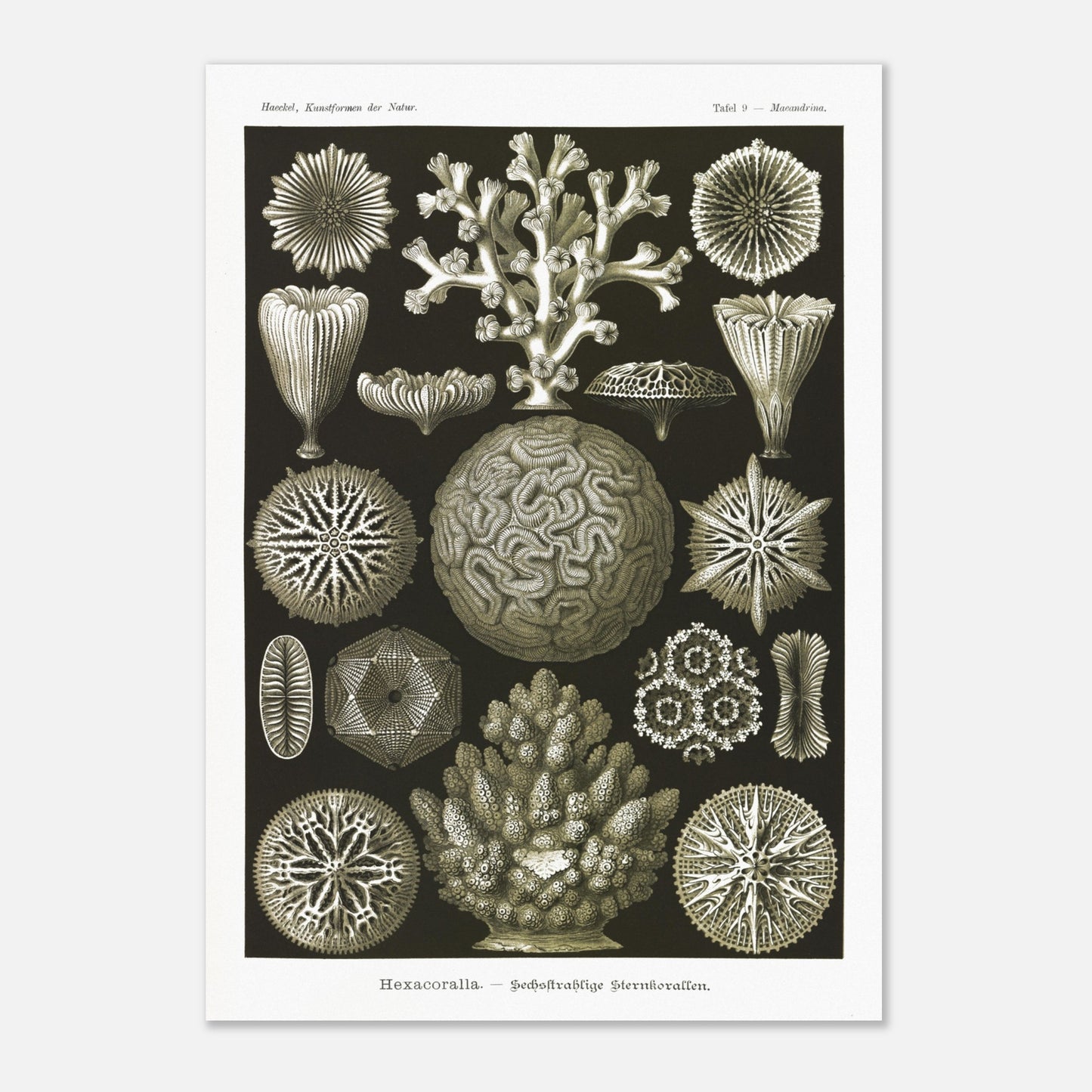 Planche de coraux étoilés à six rayons - Ernst Haeckel (42x59,4 cm (A2)). Planche d'illustrations naturalistes d'Ernst Haeckel présentant diverses formes de coraux étoilés à six rayons.