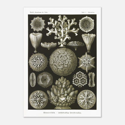 Planche de coraux étoilés à six rayons - Ernst Haeckel (42x59,4 cm (A2)). Planche d'illustrations naturalistes d'Ernst Haeckel présentant diverses formes de coraux étoilés à six rayons.