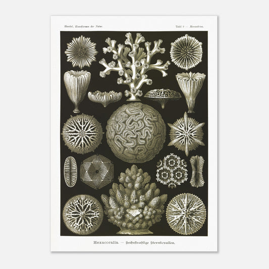 Planche de coraux étoilés à six rayons - Ernst Haeckel (42x59,4 cm (A2)). Planche d'illustrations naturalistes d'Ernst Haeckel présentant diverses formes de coraux étoilés à six rayons.