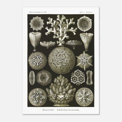 Planche de coraux étoilés à six rayons - Ernst Haeckel (50x70 cm). Planche d'illustrations naturalistes d'Ernst Haeckel présentant diverses formes de coraux étoilés à six rayons.
