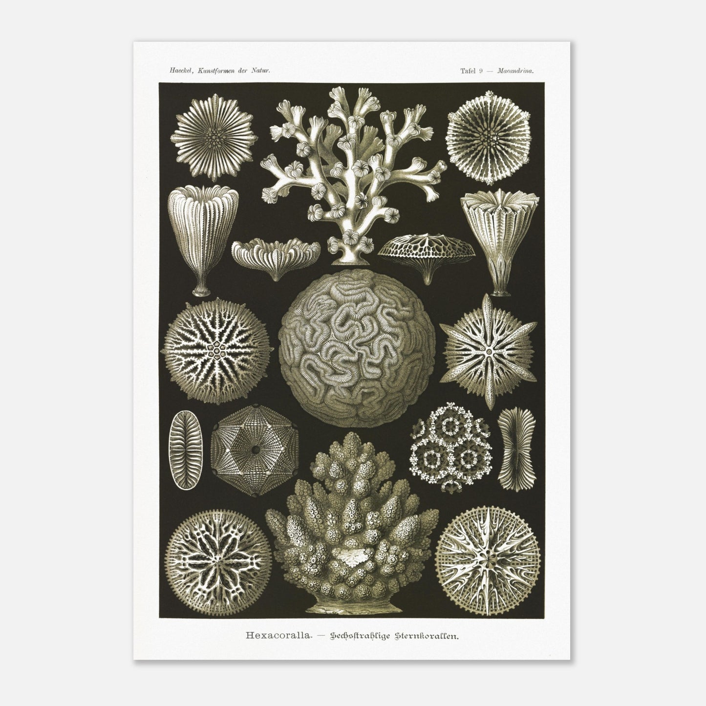 Planche de coraux étoilés à six rayons - Ernst Haeckel (59,4x84,1 cm (A1)). Planche d'illustrations naturalistes d'Ernst Haeckel présentant diverses formes de coraux étoilés à six rayons.