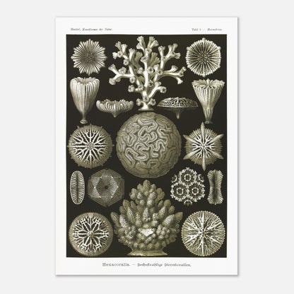 Planche de coraux étoilés à six rayons - Ernst Haeckel (59,4x84,1 cm (A1)). Planche d'illustrations naturalistes d'Ernst Haeckel présentant diverses formes de coraux étoilés à six rayons.