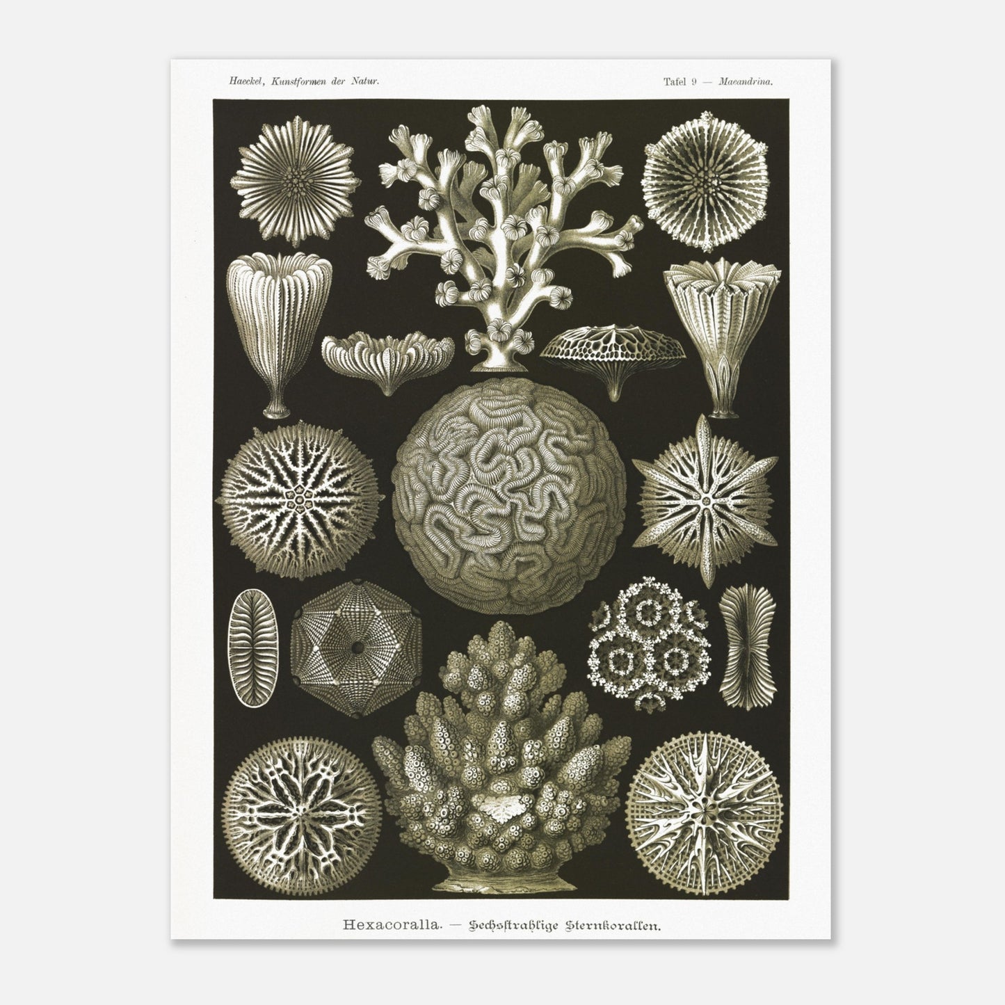 Planche de coraux étoilés à six rayons - Ernst Haeckel (60x80 cm). Planche d'illustrations naturalistes d'Ernst Haeckel présentant diverses formes de coraux étoilés à six rayons.