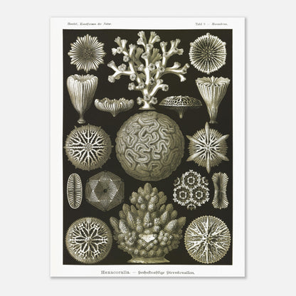 Planche de coraux étoilés à six rayons - Ernst Haeckel (60x80 cm). Planche d'illustrations naturalistes d'Ernst Haeckel présentant diverses formes de coraux étoilés à six rayons.