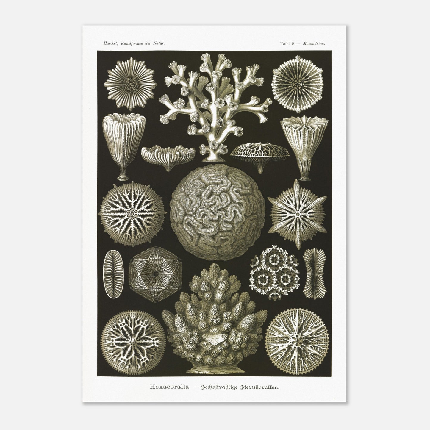 Planche de coraux étoilés à six rayons - Ernst Haeckel (70x100 cm). Planche d'illustrations naturalistes d'Ernst Haeckel présentant diverses formes de coraux étoilés à six rayons.