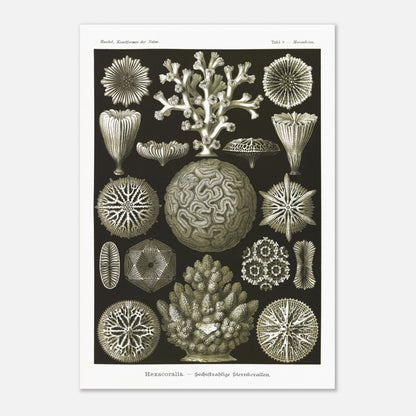 Planche de coraux étoilés à six rayons - Ernst Haeckel (70x100 cm). Planche d'illustrations naturalistes d'Ernst Haeckel présentant diverses formes de coraux étoilés à six rayons.