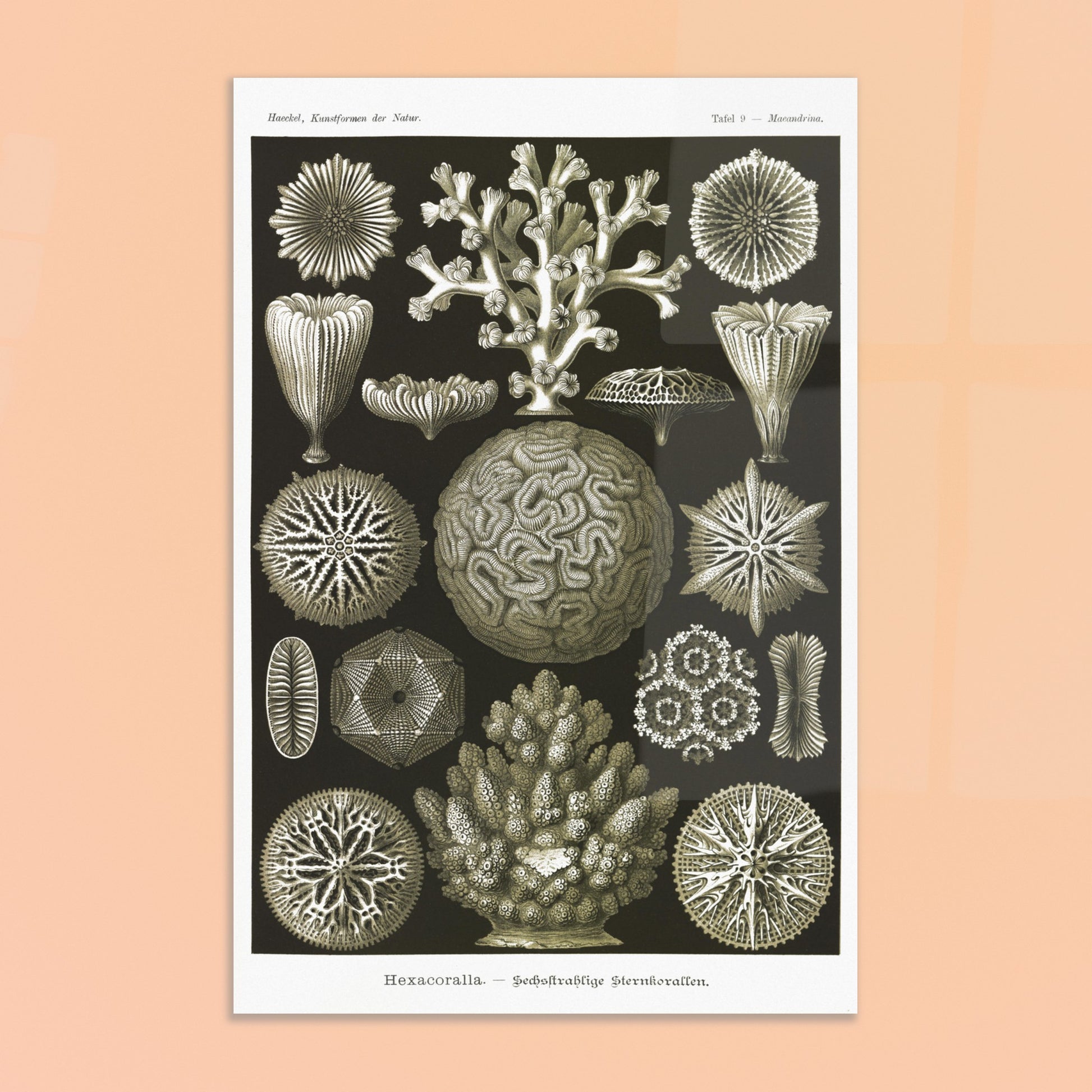 Planche de coraux étoilés à six rayons - Ernst Haeckel. Planche d'illustrations naturalistes d'Ernst Haeckel présentant diverses formes de coraux étoilés à six rayons. Image d'illustration 8