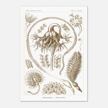 Reproduction d'une planche de coraux plumeux (Pennatulida) d'Ernst Haeckel (29,7x42 cm (A3)). Gravure naturaliste de "Pennatulida" par Ernst Haeckel, illustrant des formes de coraux plumeux en teintes sépia.