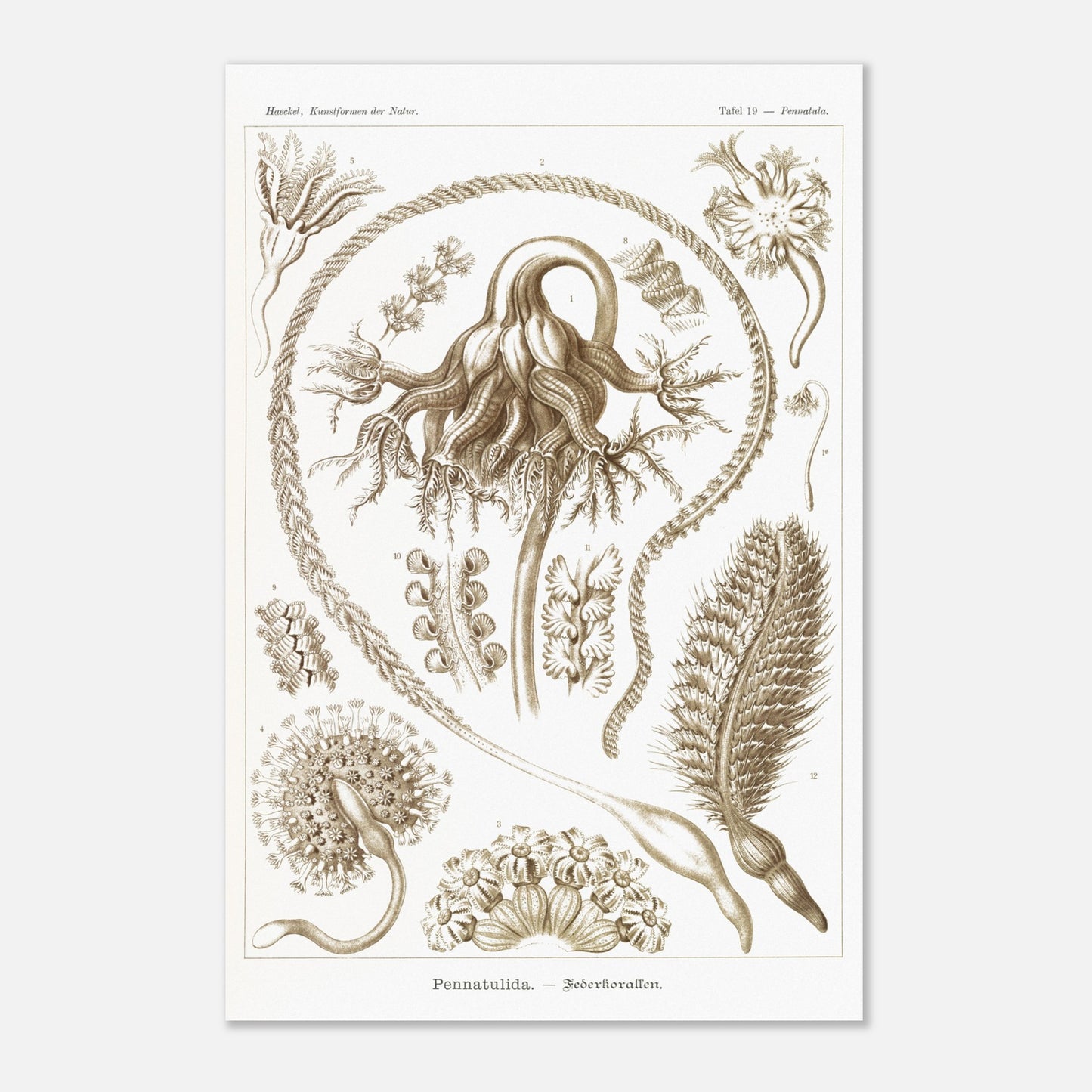 Reproduction d'une planche de coraux plumeux (Pennatulida) d'Ernst Haeckel (40x60 cm). Gravure naturaliste de "Pennatulida" par Ernst Haeckel, illustrant des formes de coraux plumeux en teintes sépia.