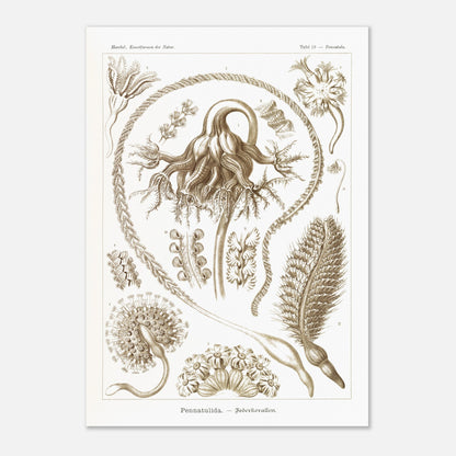 Reproduction d'une planche de coraux plumeux (Pennatulida) d'Ernst Haeckel (59,4x84,1 cm (A1)). Gravure naturaliste de "Pennatulida" par Ernst Haeckel, illustrant des formes de coraux plumeux en teintes sépia.