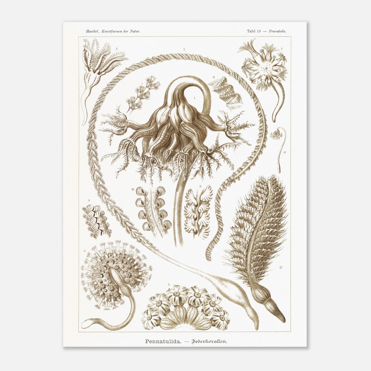Reproduction d'une planche de coraux plumeux (Pennatulida) d'Ernst Haeckel (60x80 cm). Gravure naturaliste de "Pennatulida" par Ernst Haeckel, illustrant des formes de coraux plumeux en teintes sépia.