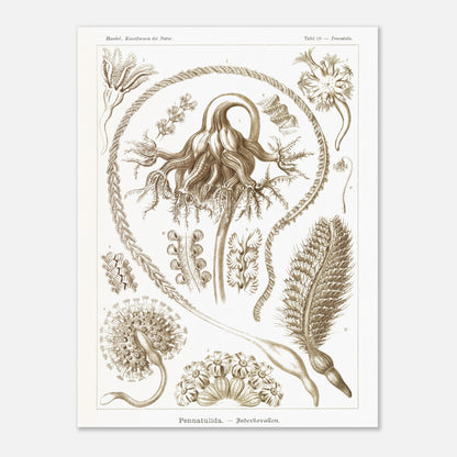 Reproduction d'une planche de coraux plumeux (Pennatulida) d'Ernst Haeckel (60x80 cm). Gravure naturaliste de "Pennatulida" par Ernst Haeckel, illustrant des formes de coraux plumeux en teintes sépia.