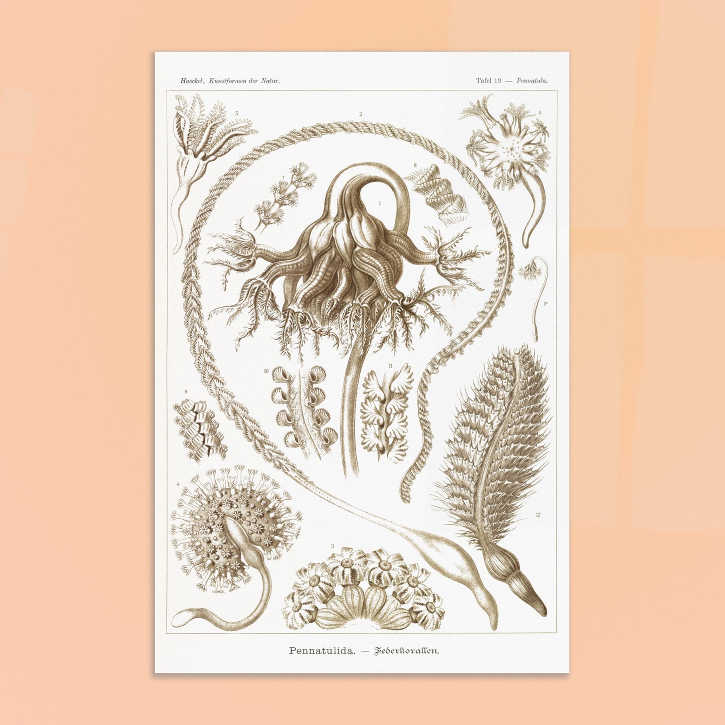 Reproduction d'une planche de coraux plumeux (Pennatulida) d'Ernst Haeckel. Gravure naturaliste de "Pennatulida" par Ernst Haeckel, illustrant des formes de coraux plumeux en teintes sépia. Image d'illustration 8