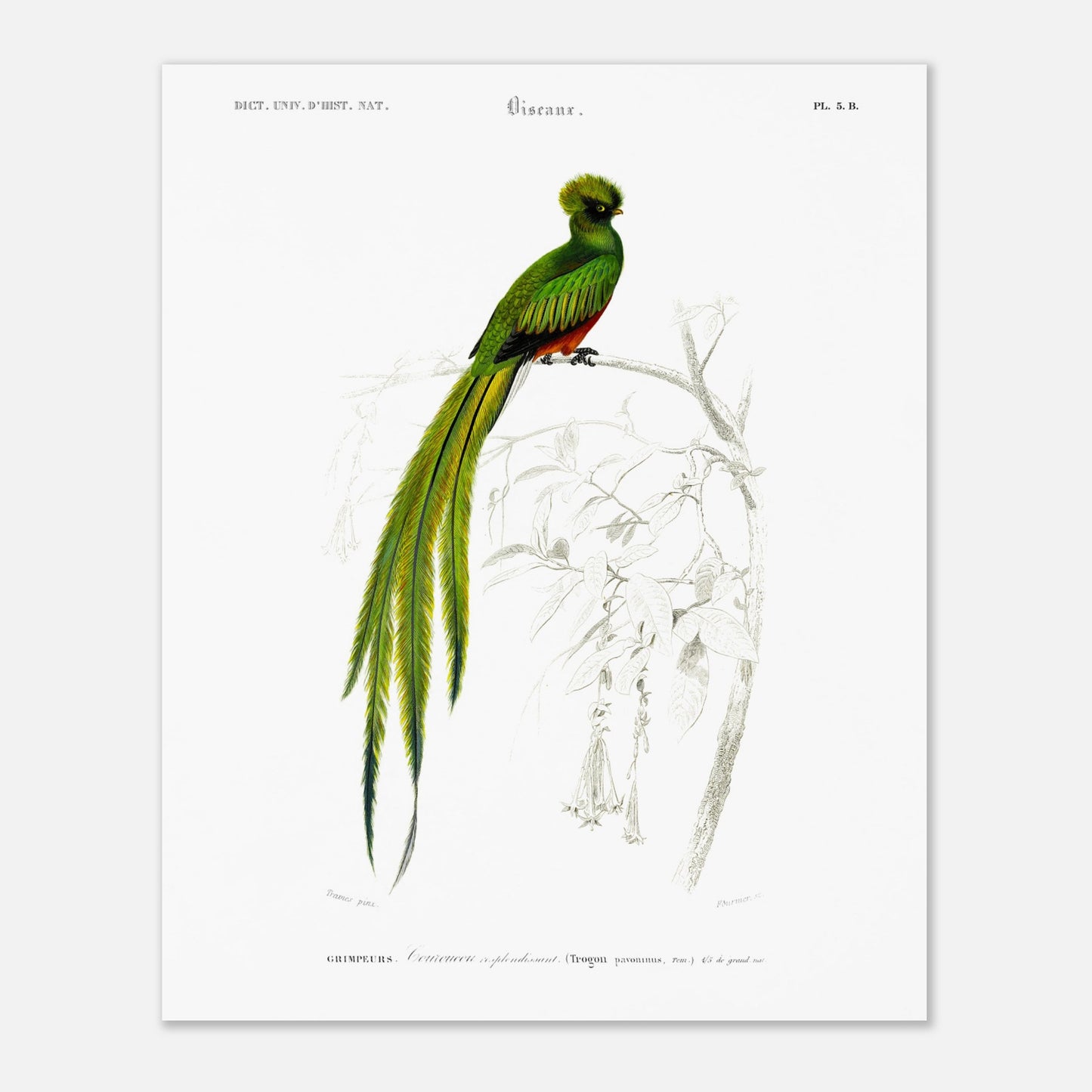 Couroucou resplendissant - illustration naturaliste du Dictionnaire Universel d'Histoire Naturelle de Charles d'Orbigny - Taille 40x50 cm