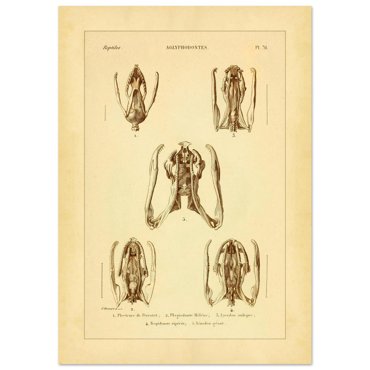 Schädels und Kiefer von Schlangen: Illustrationen von Aglyphen (21x29,7 cm (A4)). Wissenschaftliche Tafel zur Illustration von Schlangenschädeln und -kiefern, speziell von Aglyphodonten, mit Detailansichten.
