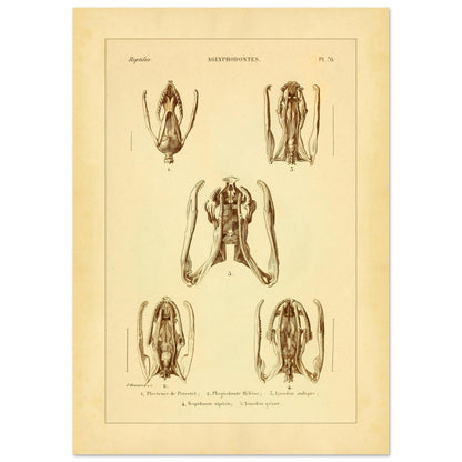 Schädels und Kiefer von Schlangen: Illustrationen von Aglyphen (21x29,7 cm (A4)). Wissenschaftliche Tafel zur Illustration von Schlangenschädeln und -kiefern, speziell von Aglyphodonten, mit Detailansichten.