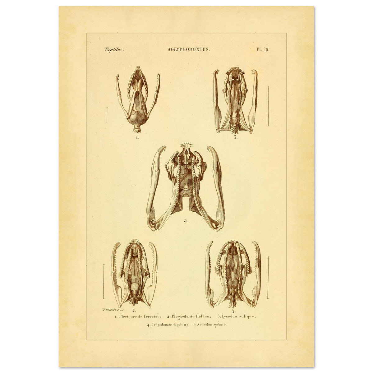 Snake skulls and jaws: illustrations of Aglyphodonts (29,7x42 cm (A3)). Scientific plate illustrating snake skulls and jaws, specifically of Aglyphodonts, with detailed views.