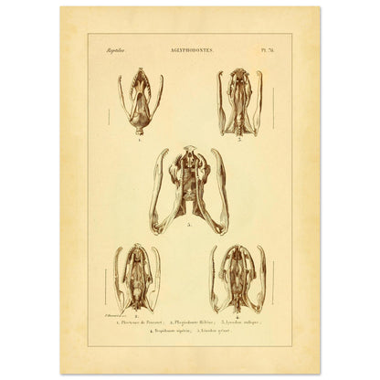 Schädels und Kiefer von Schlangen: Illustrationen von Aglyphen (29,7x42 cm (A3)). Wissenschaftliche Tafel zur Illustration von Schlangenschädeln und -kiefern, speziell von Aglyphodonten, mit Detailansichten.