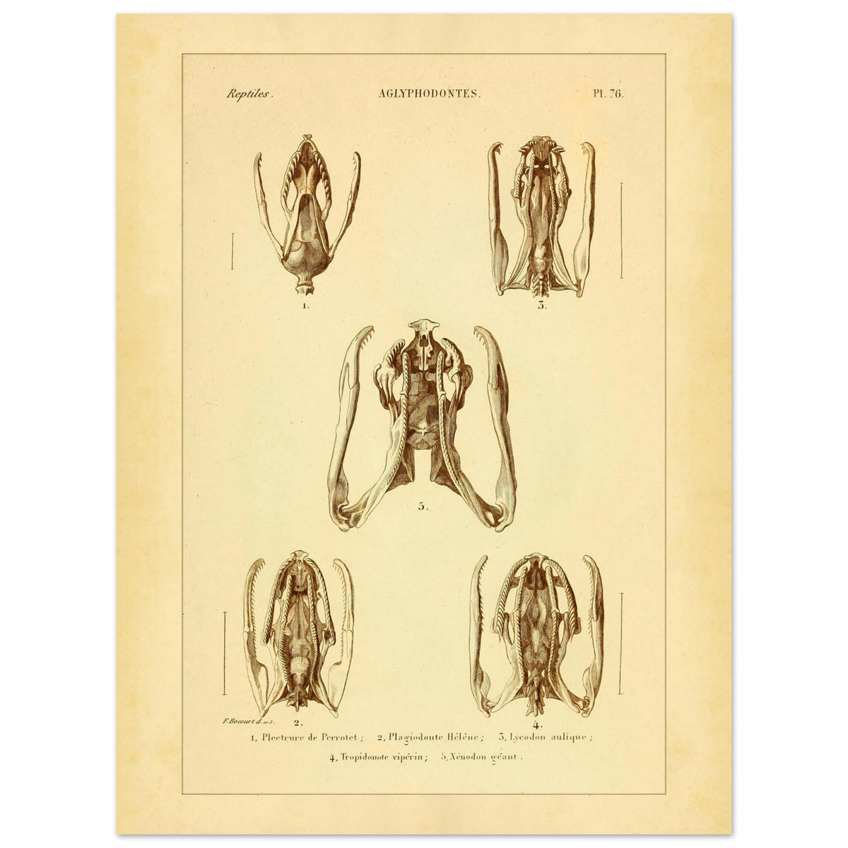 Schädels und Kiefer von Schlangen: Illustrationen von Aglyphen (30x40 cm). Wissenschaftliche Tafel zur Illustration von Schlangenschädeln und -kiefern, speziell von Aglyphodonten, mit Detailansichten.