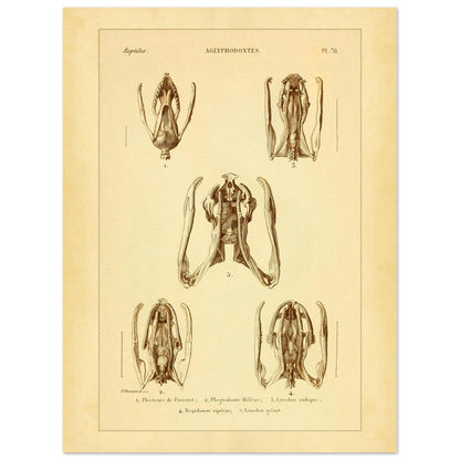 Schädels und Kiefer von Schlangen: Illustrationen von Aglyphen (30x40 cm). Wissenschaftliche Tafel zur Illustration von Schlangenschädeln und -kiefern, speziell von Aglyphodonten, mit Detailansichten.