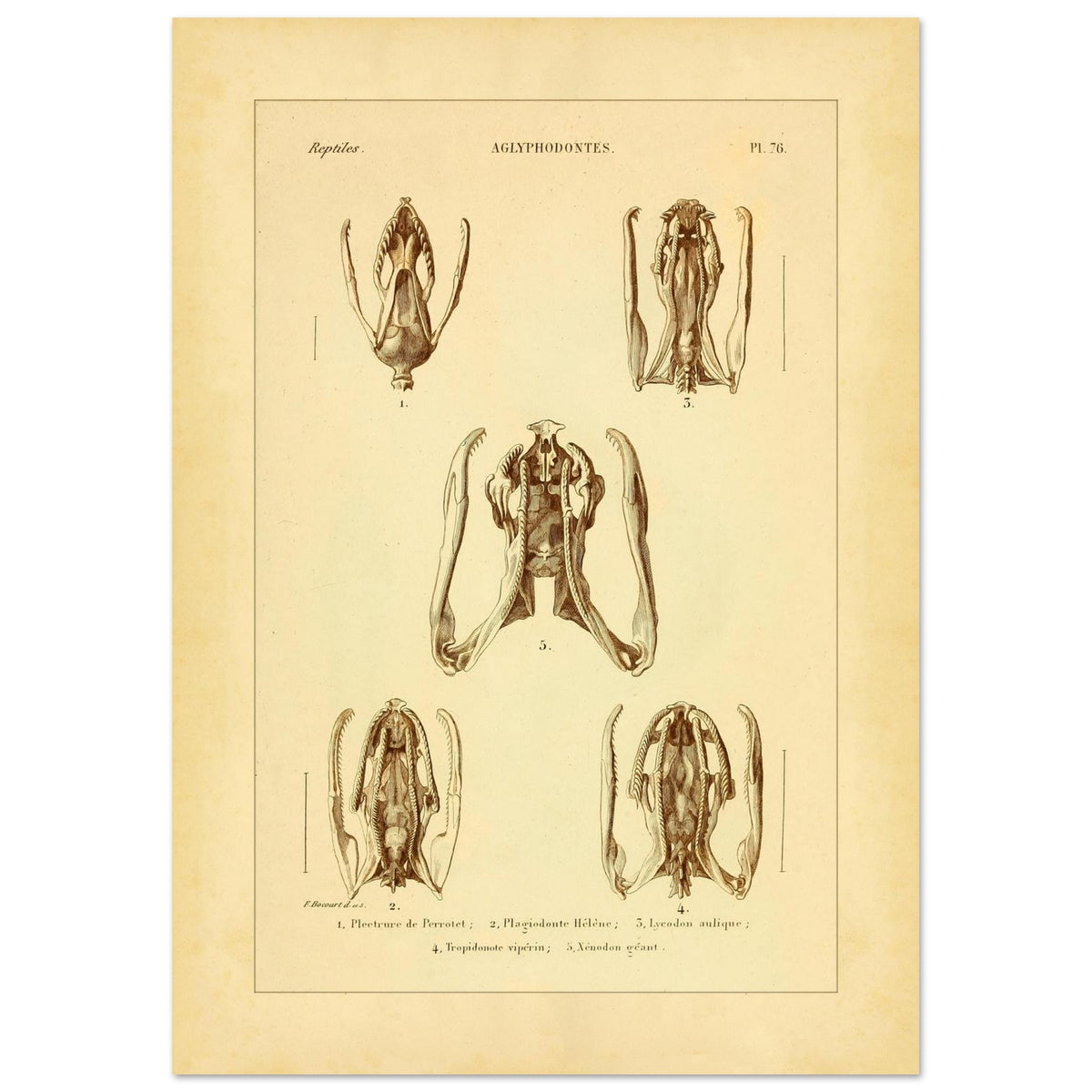 Schädels und Kiefer von Schlangen: Illustrationen von Aglyphen (42x59,4 cm (A2)). Wissenschaftliche Tafel zur Illustration von Schlangenschädeln und -kiefern, speziell von Aglyphodonten, mit Detailansichten.