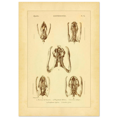 Schädels und Kiefer von Schlangen: Illustrationen von Aglyphen (42x59,4 cm (A2)). Wissenschaftliche Tafel zur Illustration von Schlangenschädeln und -kiefern, speziell von Aglyphodonten, mit Detailansichten.