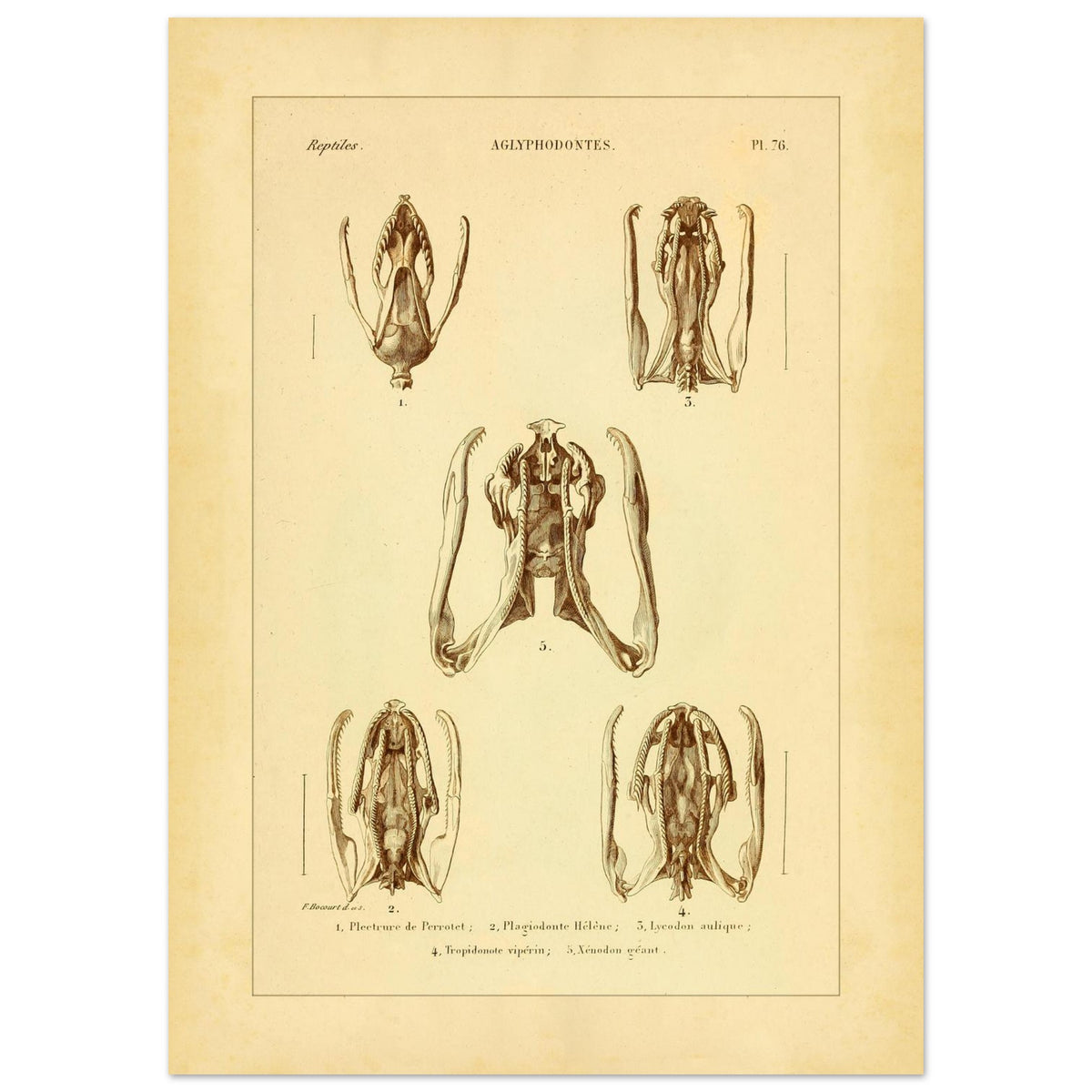 Schädels und Kiefer von Schlangen: Illustrationen von Aglyphen (50x70 cm). Wissenschaftliche Tafel zur Illustration von Schlangenschädeln und -kiefern, speziell von Aglyphodonten, mit Detailansichten.