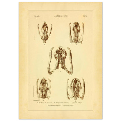 Schädels und Kiefer von Schlangen: Illustrationen von Aglyphen (50x70 cm). Wissenschaftliche Tafel zur Illustration von Schlangenschädeln und -kiefern, speziell von Aglyphodonten, mit Detailansichten.