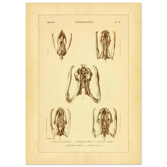 Schädels und Kiefer von Schlangen: Illustrationen von Aglyphen (50x70 cm). Wissenschaftliche Tafel zur Illustration von Schlangenschädeln und -kiefern, speziell von Aglyphodonten, mit Detailansichten.