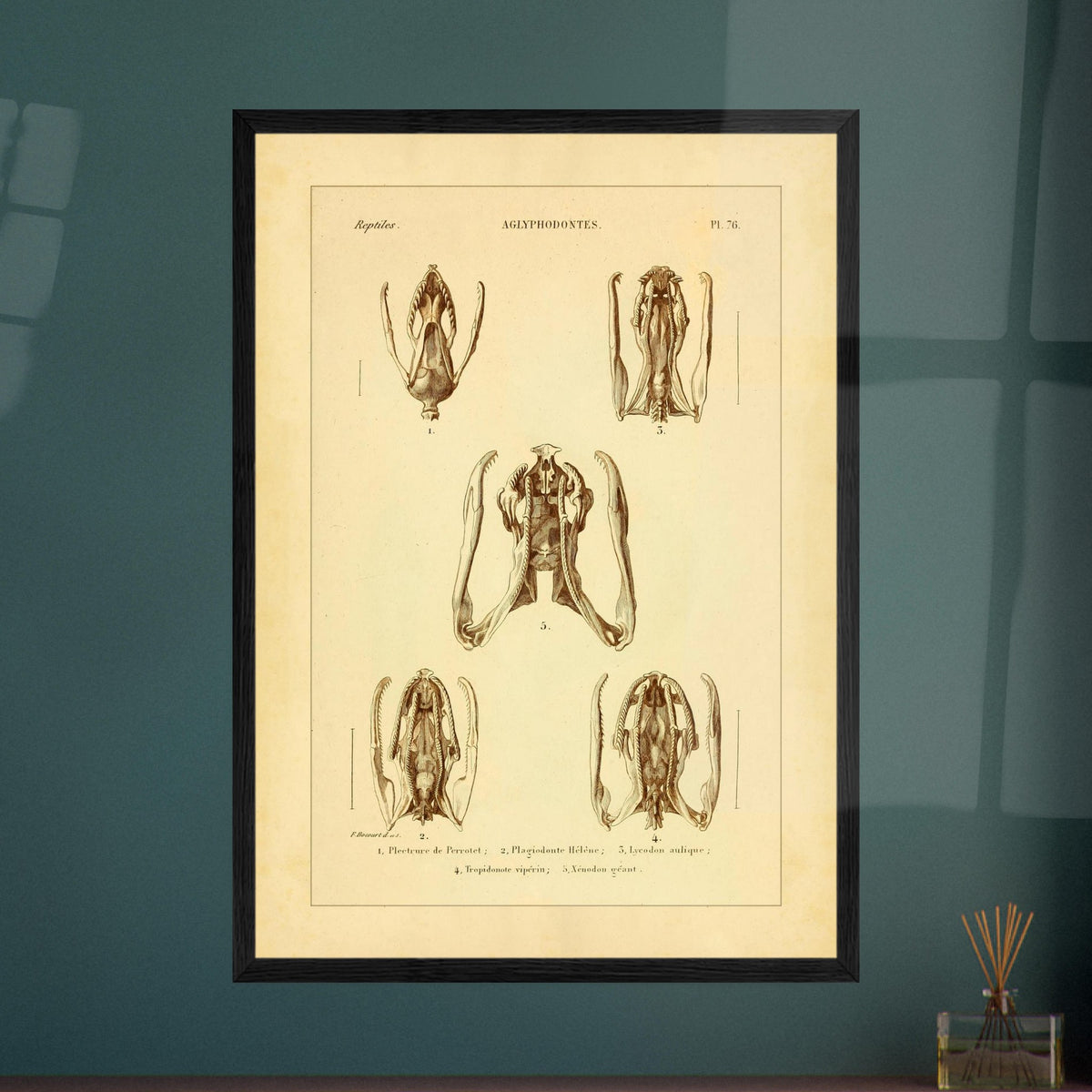 Schädels und Kiefer von Schlangen: Illustrationen von Aglyphen. Wissenschaftliche Tafel zur Illustration von Schlangenschädeln und -kiefern, speziell von Aglyphodonten, mit Detailansichten.
